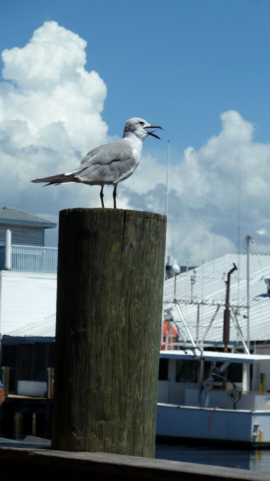 Nature animal pier