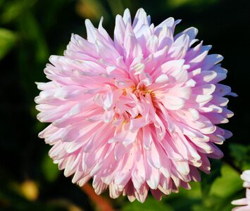 Bloom pink plant