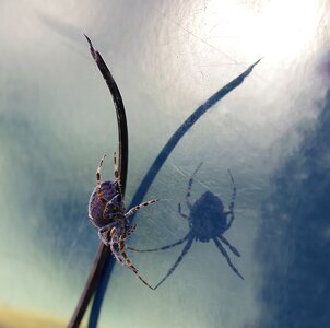Spider a reflection