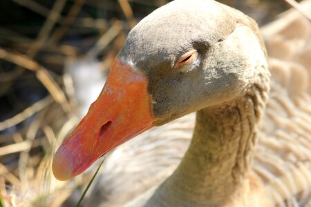 Water animals wild duck photo