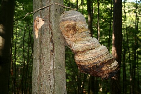 Tree sponges nature forest