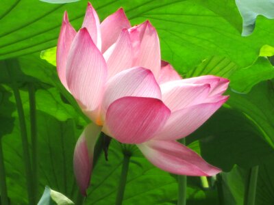 Plant aquatic plants pink