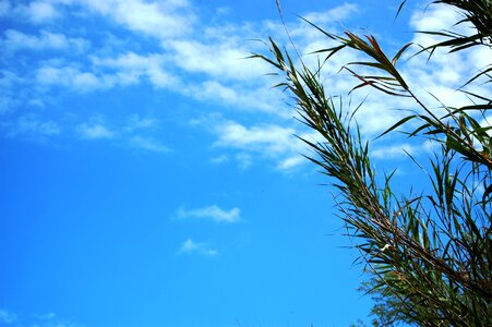 Summer cloud breeze photo