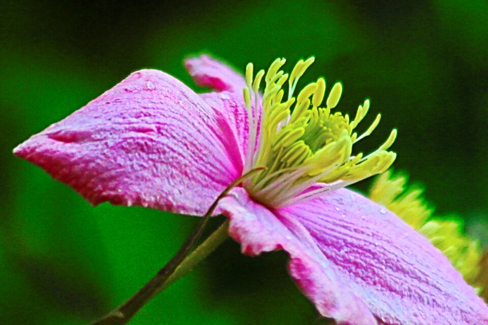 Nature floral beauty