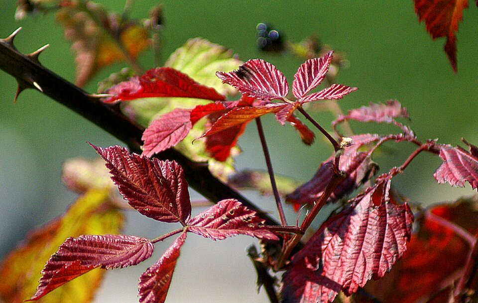 Red discoloration the stem