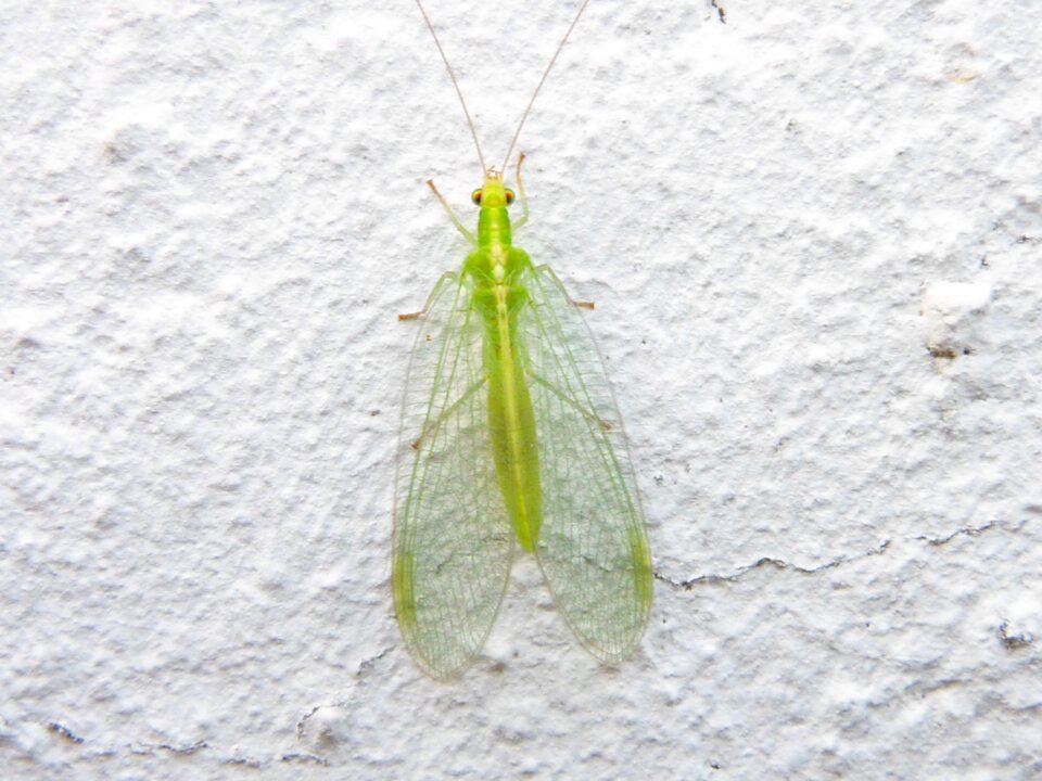 Neuroptera common lacewing chrysoperla carnea