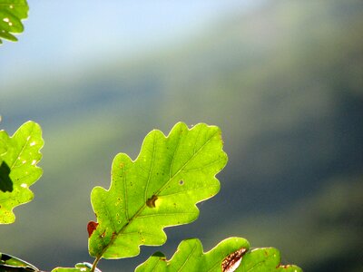Leaf oak oak leaves photo