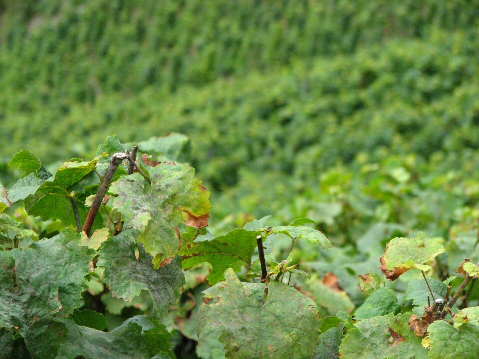 Winegrowing vine green