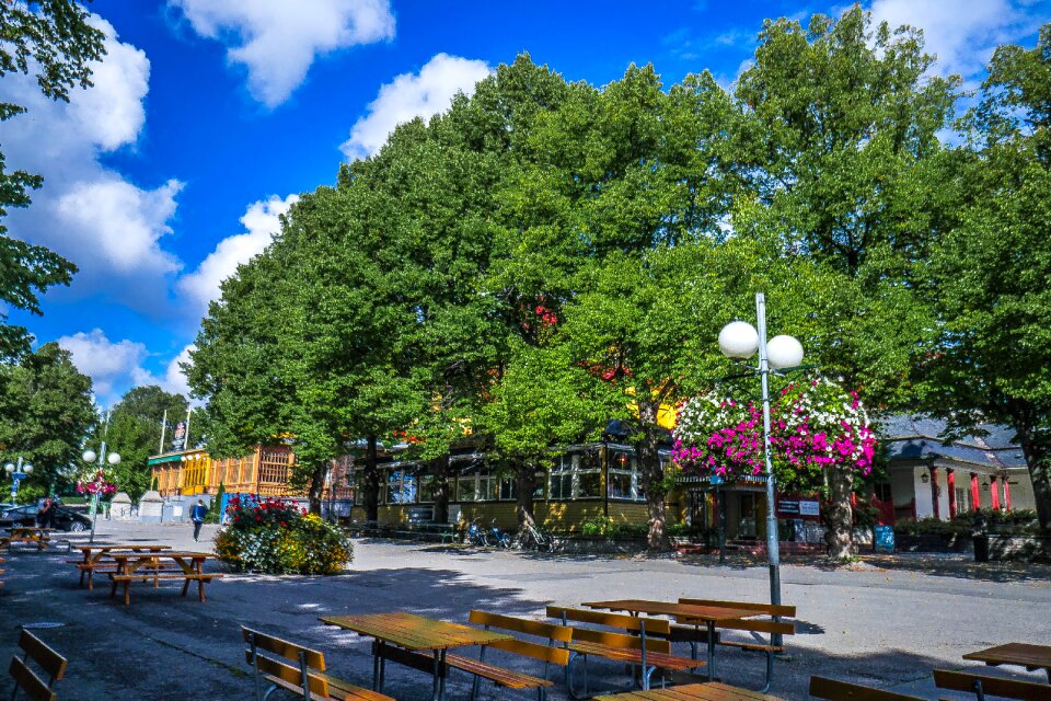 Scandinavia park tree