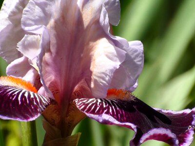 Stamen petal stem