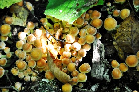 Trunk forest autumn