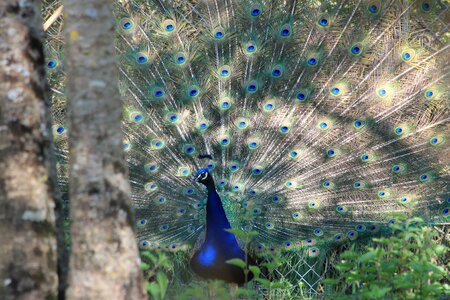 Nature wheel animal