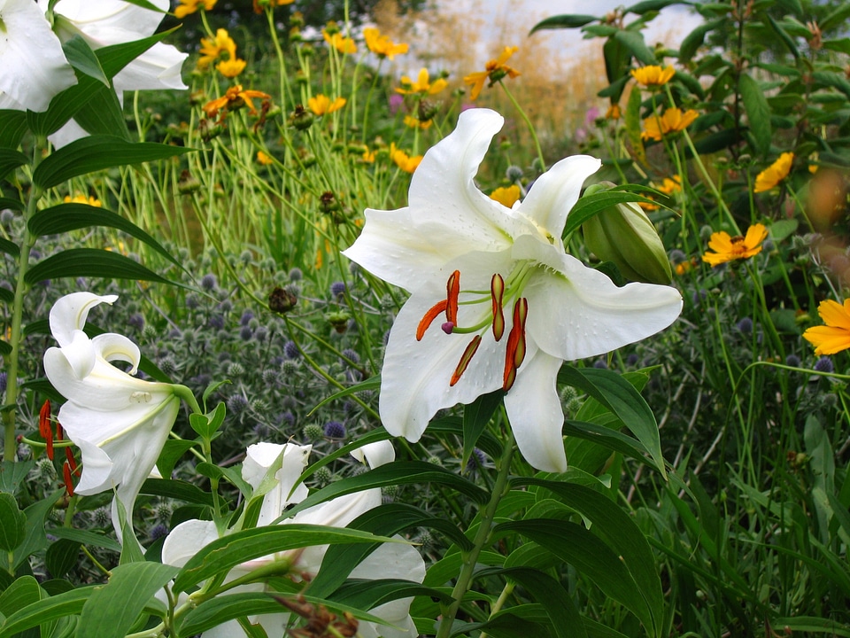 Wildlife colorful flora