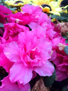 Red spring bloom