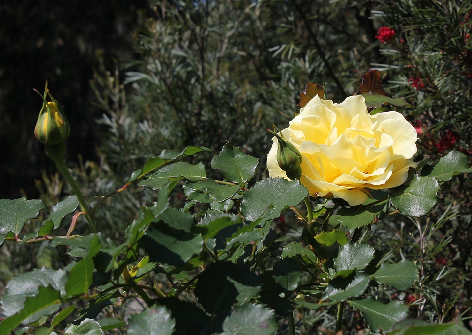 Floral yellow romantic