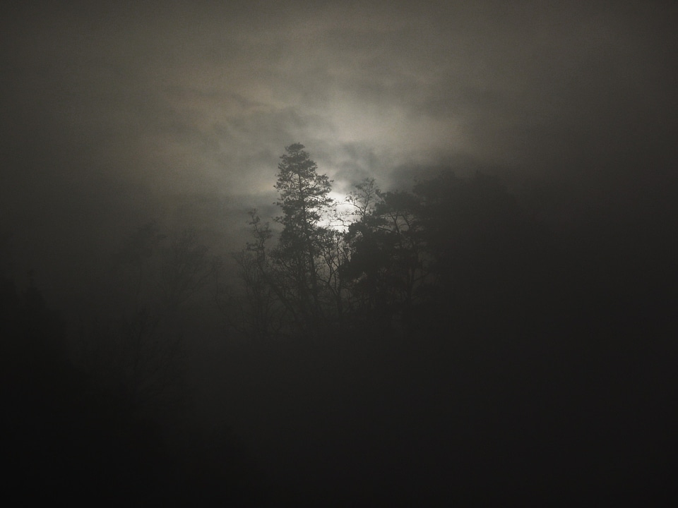 Misty landscape forest