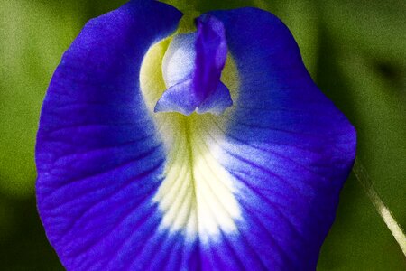 Clitoria ternatea fabaceae faboideae