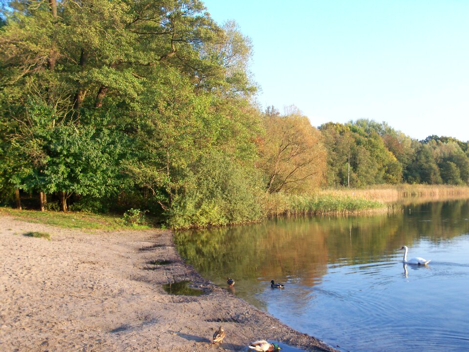 Bank forest forest shores