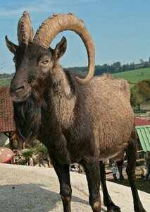 Horns farm goat photo