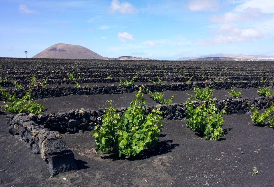 Winegrowing grapevine rebstock