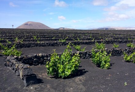 Winegrowing grapevine rebstock