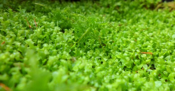 Growth nature botany