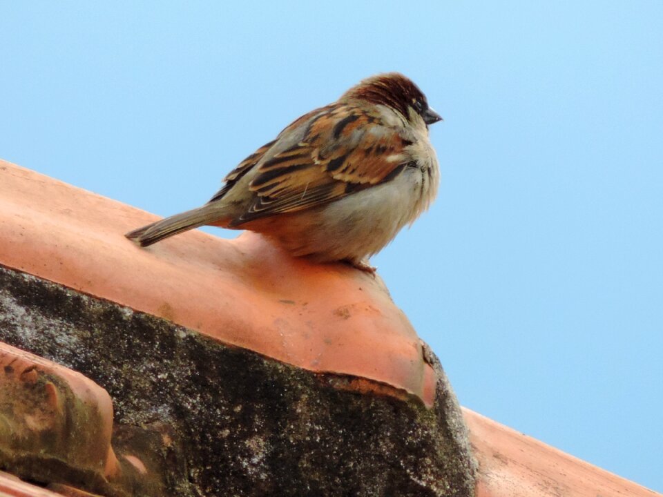 Birdie roof thinking