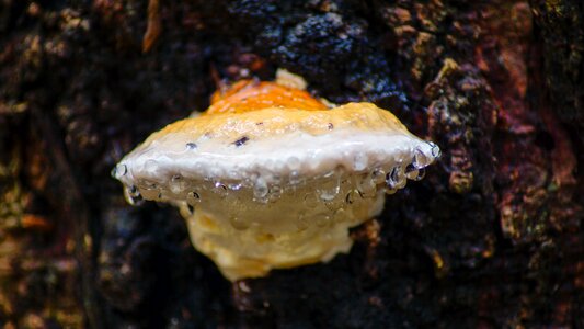 Rain water droplets