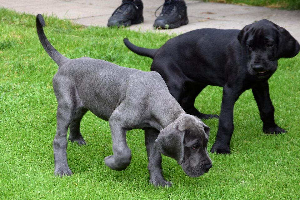 Black pets go walkies
