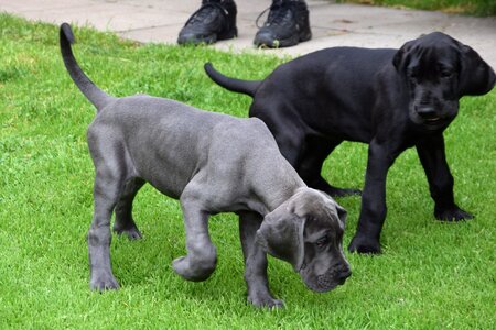 Black pets go walkies