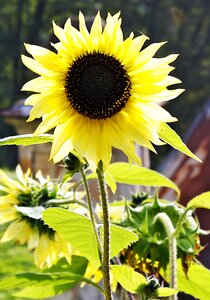 Sunflower yellow flower