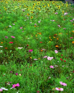 Bloom grass summer photo