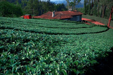 Plantations agriculture outdoor