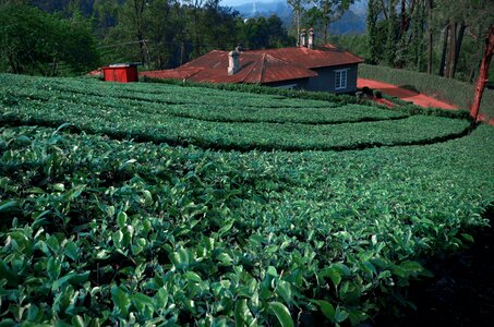 Plantations agriculture outdoor photo