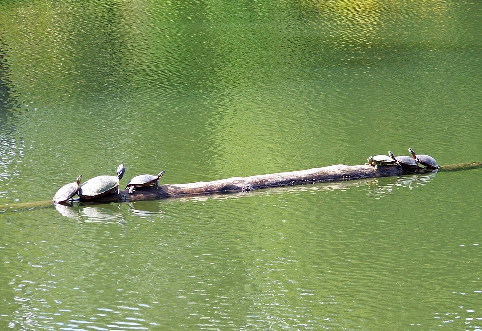 Reptile water pond