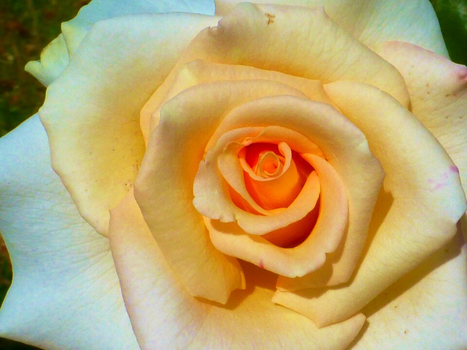 Rose salmon close up