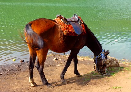 Feed grass animal