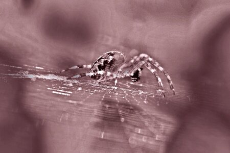 Spider macro arachnid cobweb photo
