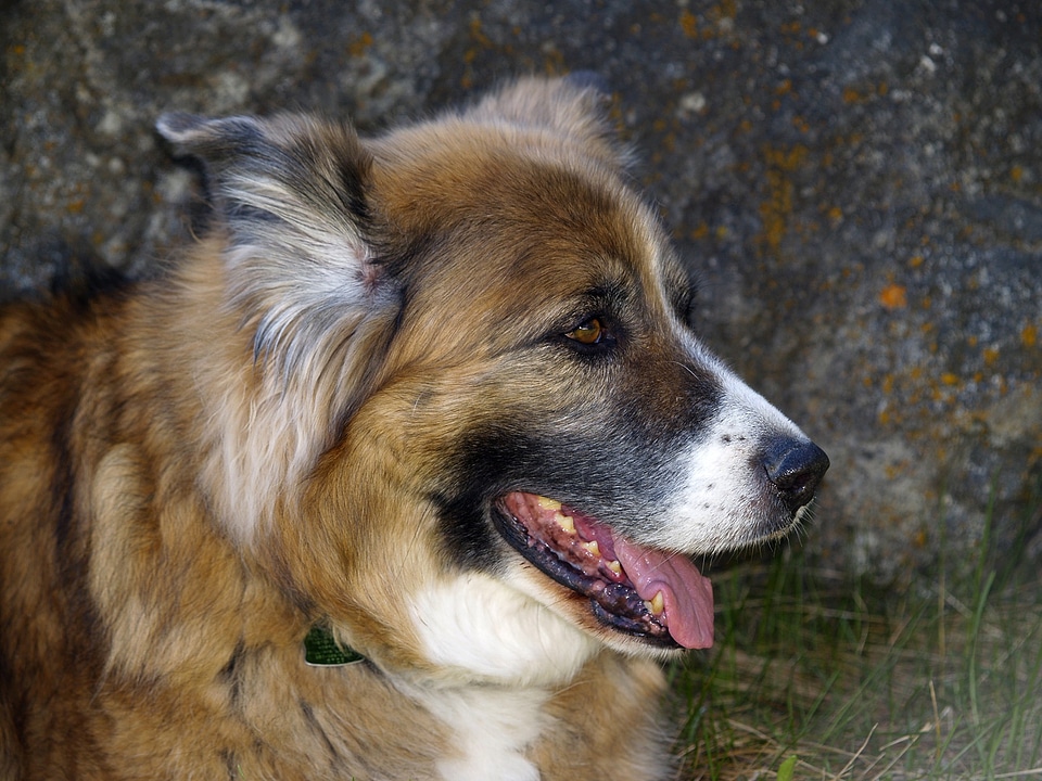 Saint bernard puppy domestic