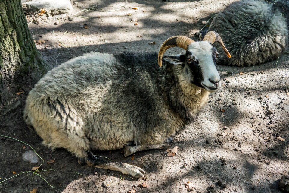 Farm agriculture animal