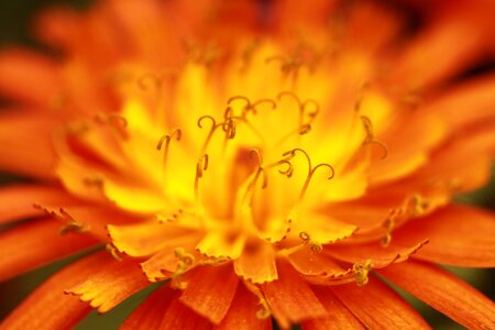Plant summer summer flower