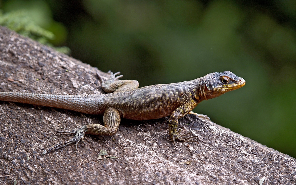 Animals nature brazil
