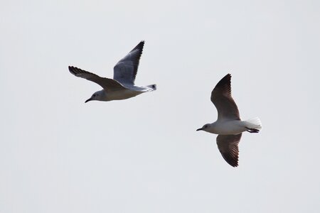 Gulls flying sky