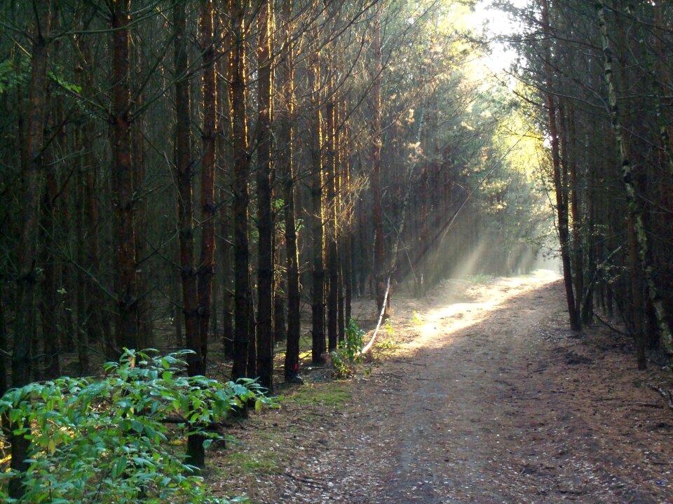 Nature sun sunbeam