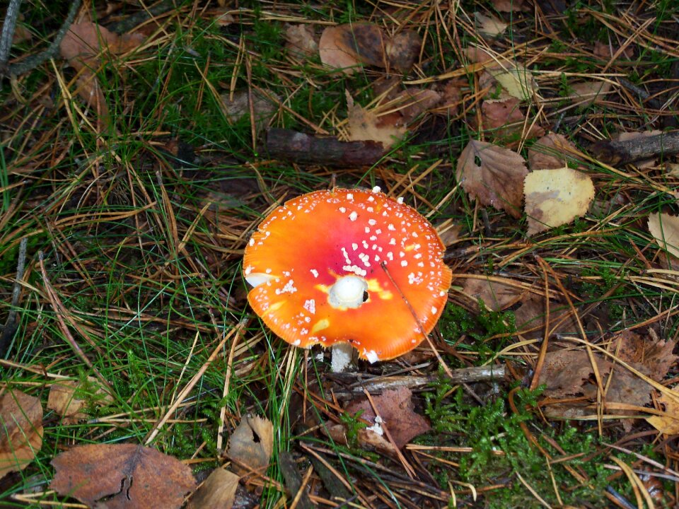 Autumn forest forest floor