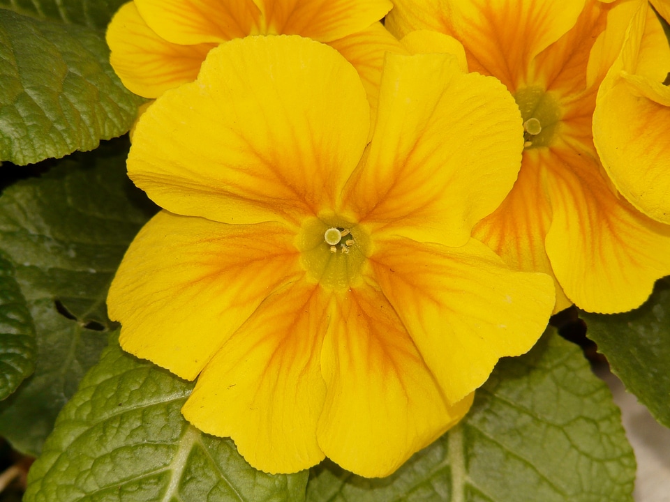 Plant garden garden pansy