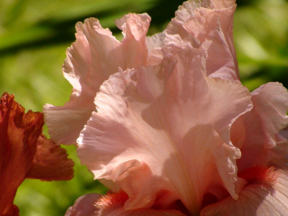 Flower blossom floral