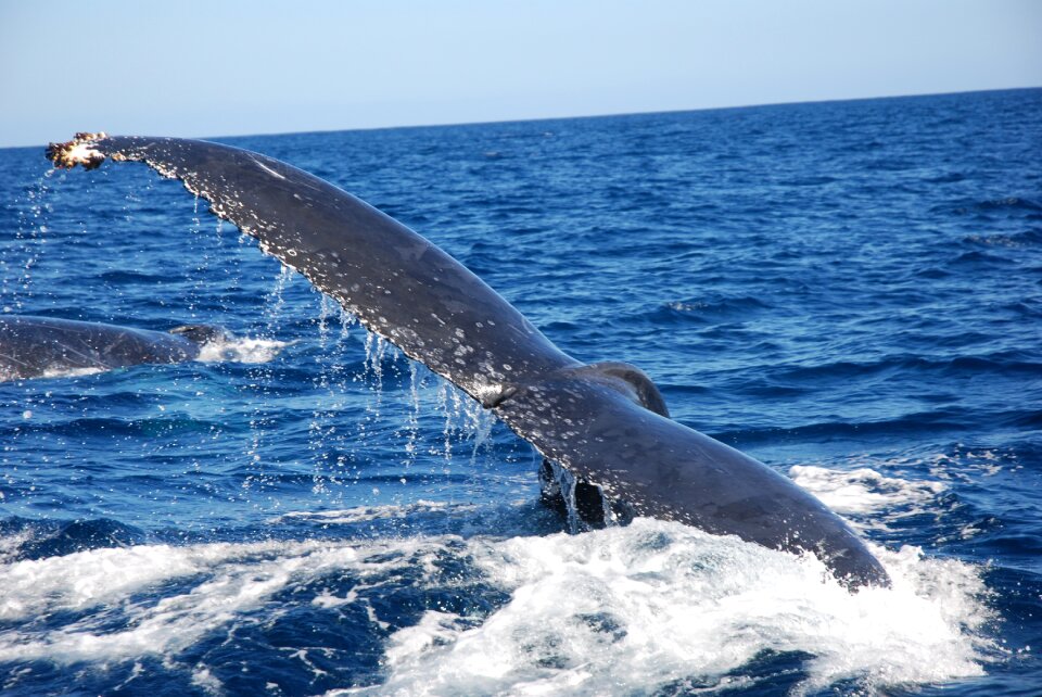 Fin mammal marine life