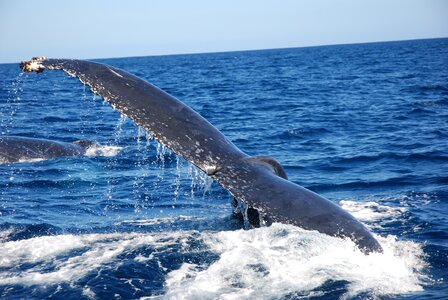 Fin mammal marine life
