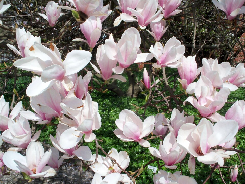 Spring pink flowers